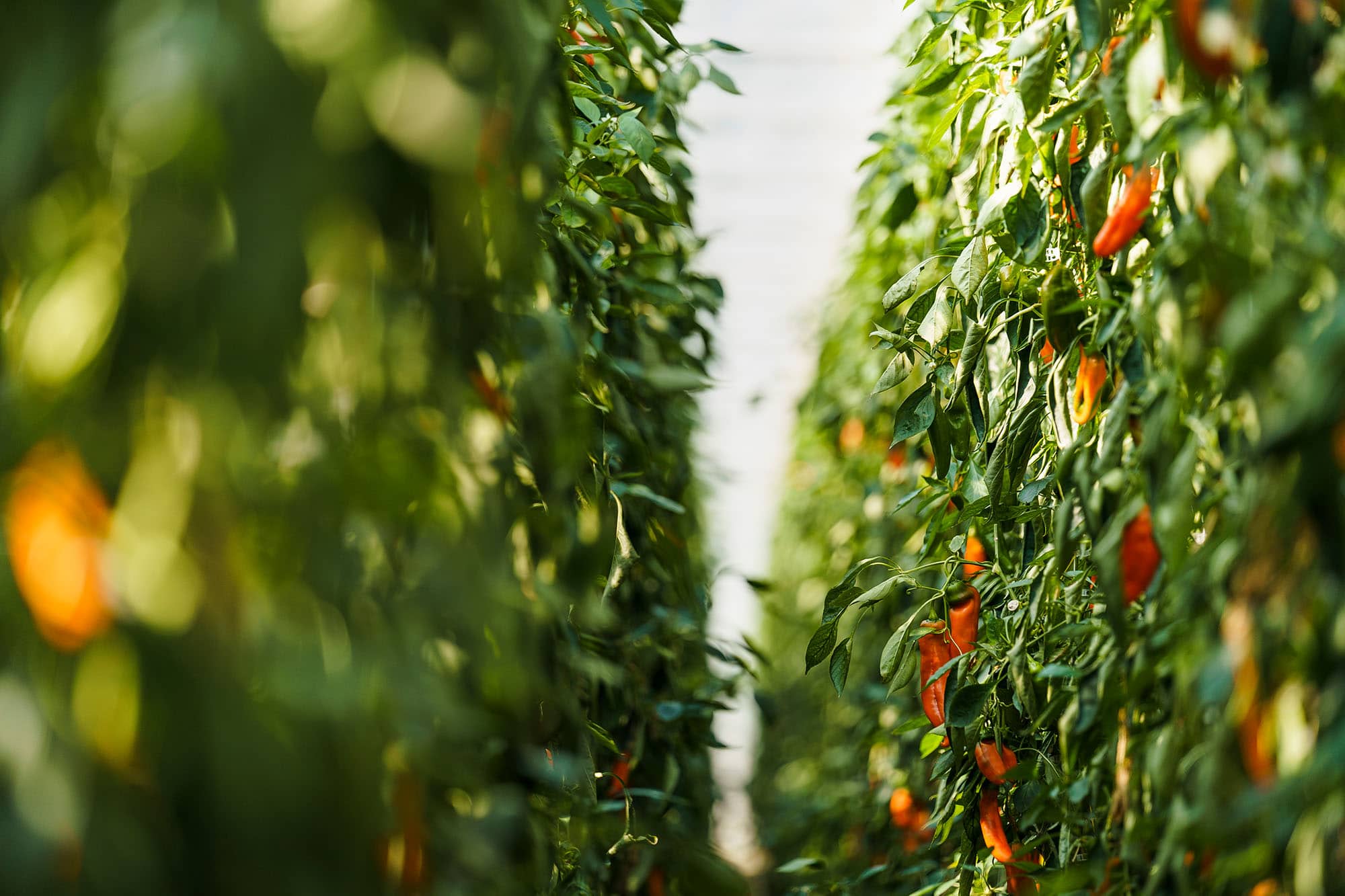 Klimaschonend heranreifende Blumauer Spitzpaprika in den Gewächshäusern von Frutura. © Philipp Platzer