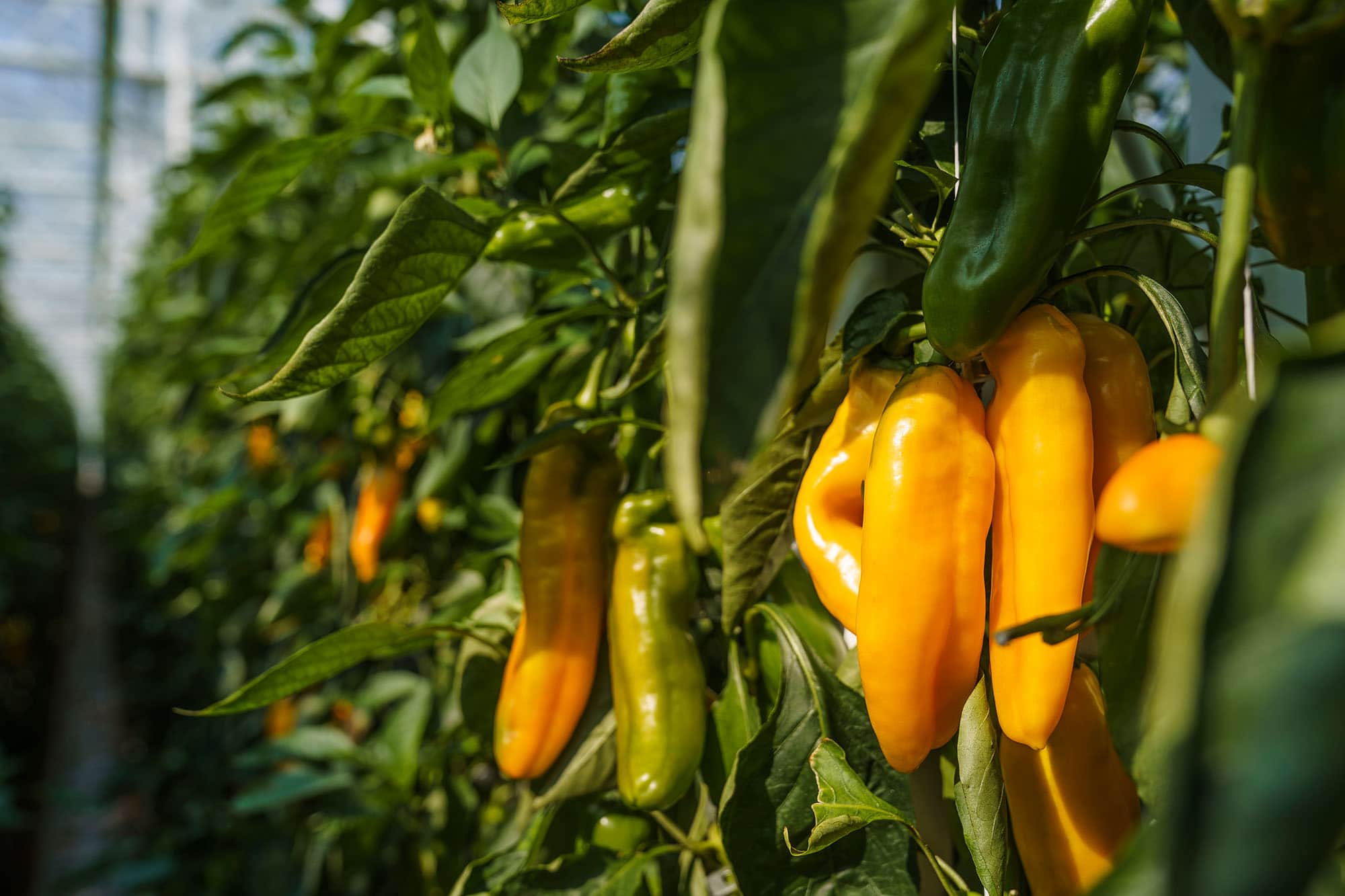 Nahaufnahme der gelben Blumauer Spitzpaprika von Frutura © Philipp Platzer