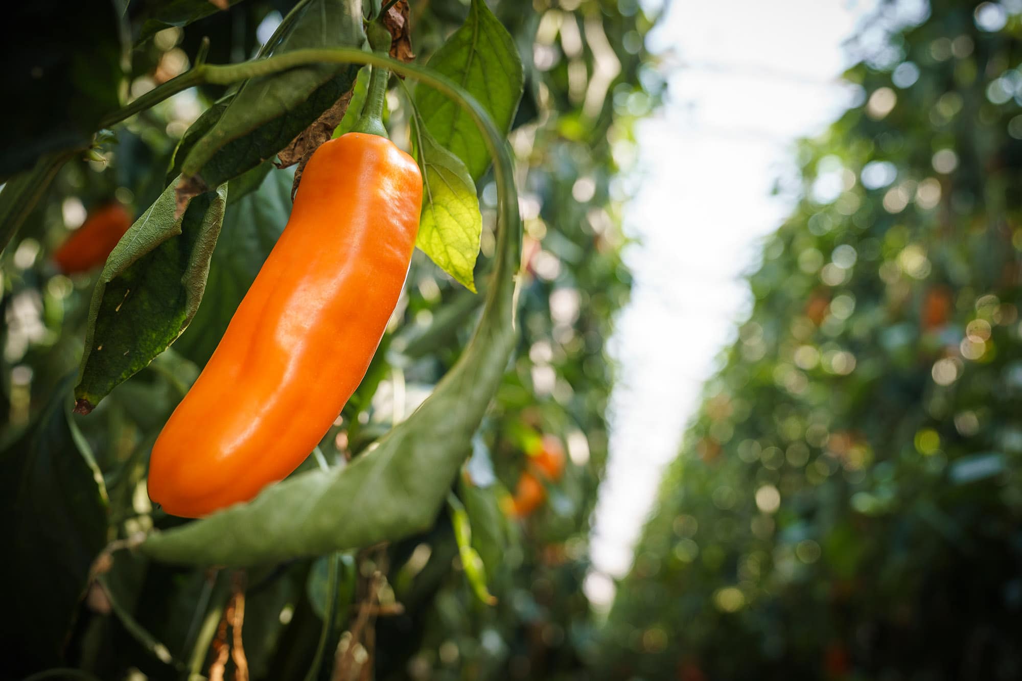 Close-up of Blumau pointed peppers from Frutura. © Philipp Platzer
