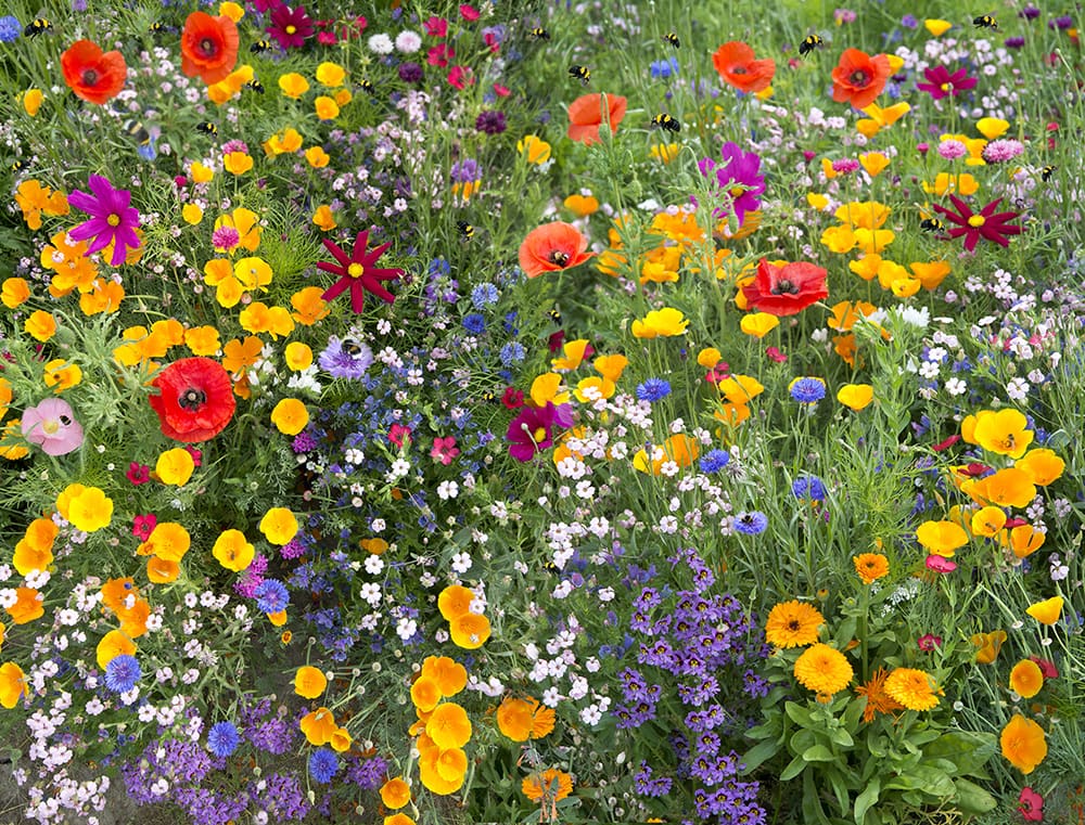 Bunte Blumenwiese. © Philipp Platzer