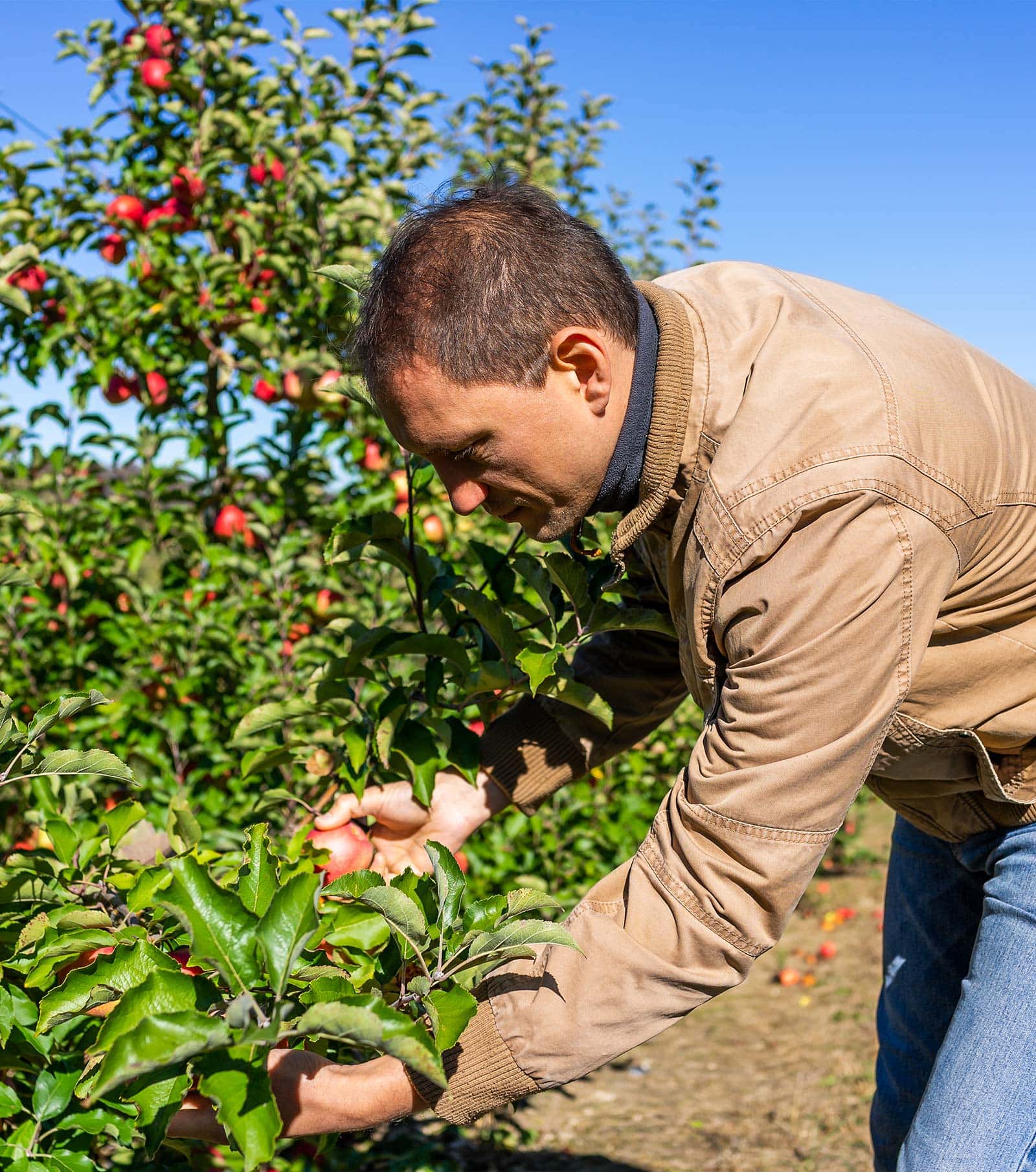 Frutura Partner bei der Qualitätskontrolle des Steiermark Genuss Apfels von Frutura © Philipp Platzer