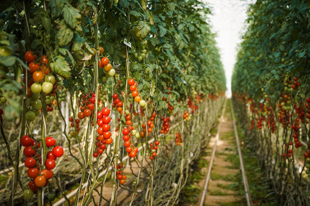 Klimaschonend gereifte Tomatensträuche von Frutura in Bad Blumau © Philipp Platzer