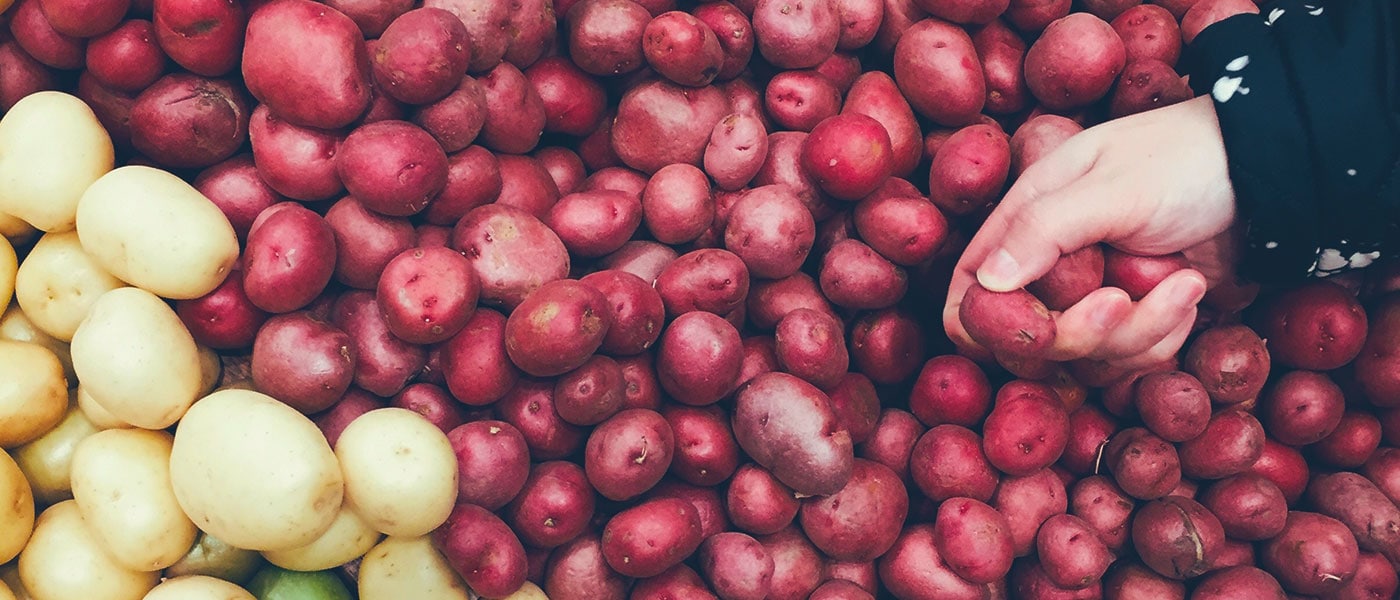 AOGO Seminarteilnehmer lernen die Qualitätsmerkmale von Kartoffeln
