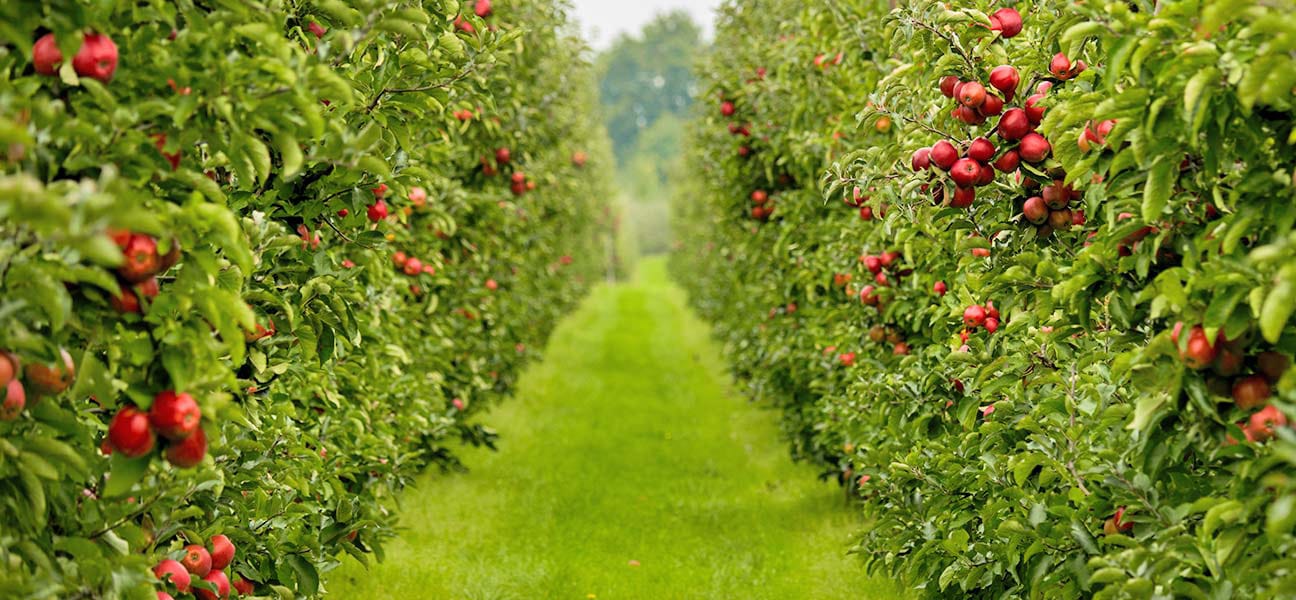 Säulenapfelbäume in zwei Reihen der Bio-Apfelbauernvon BioBienenApfel, Lebensraum für die Bienen