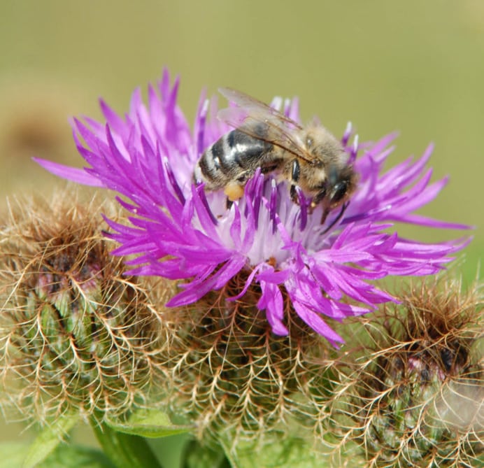 Close up of a bee on a purple flower