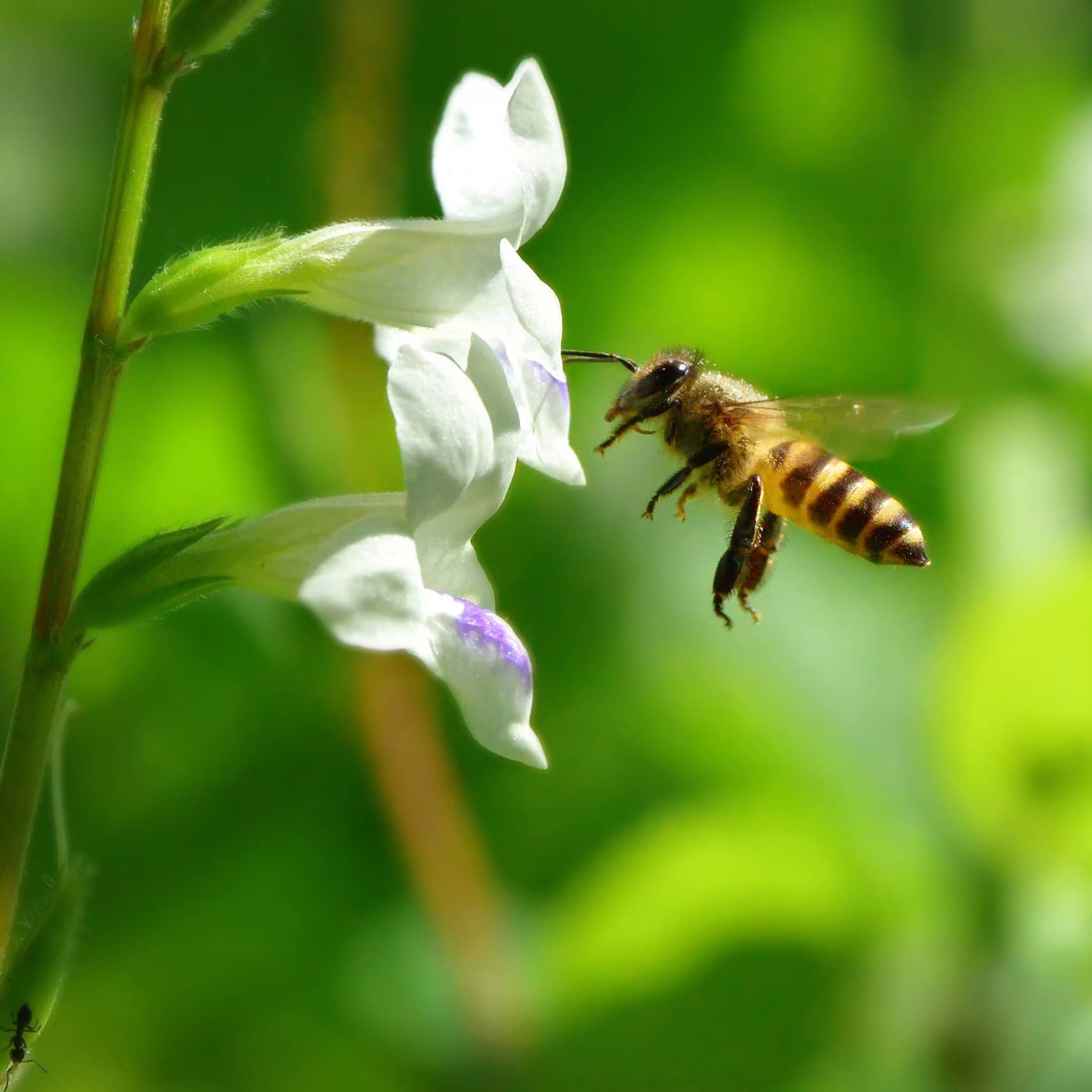 Nahaufnahme einer Biene die gerade auf eine weiße Blüte auf einer BioBienenApfel Blumenwiese zufliegt