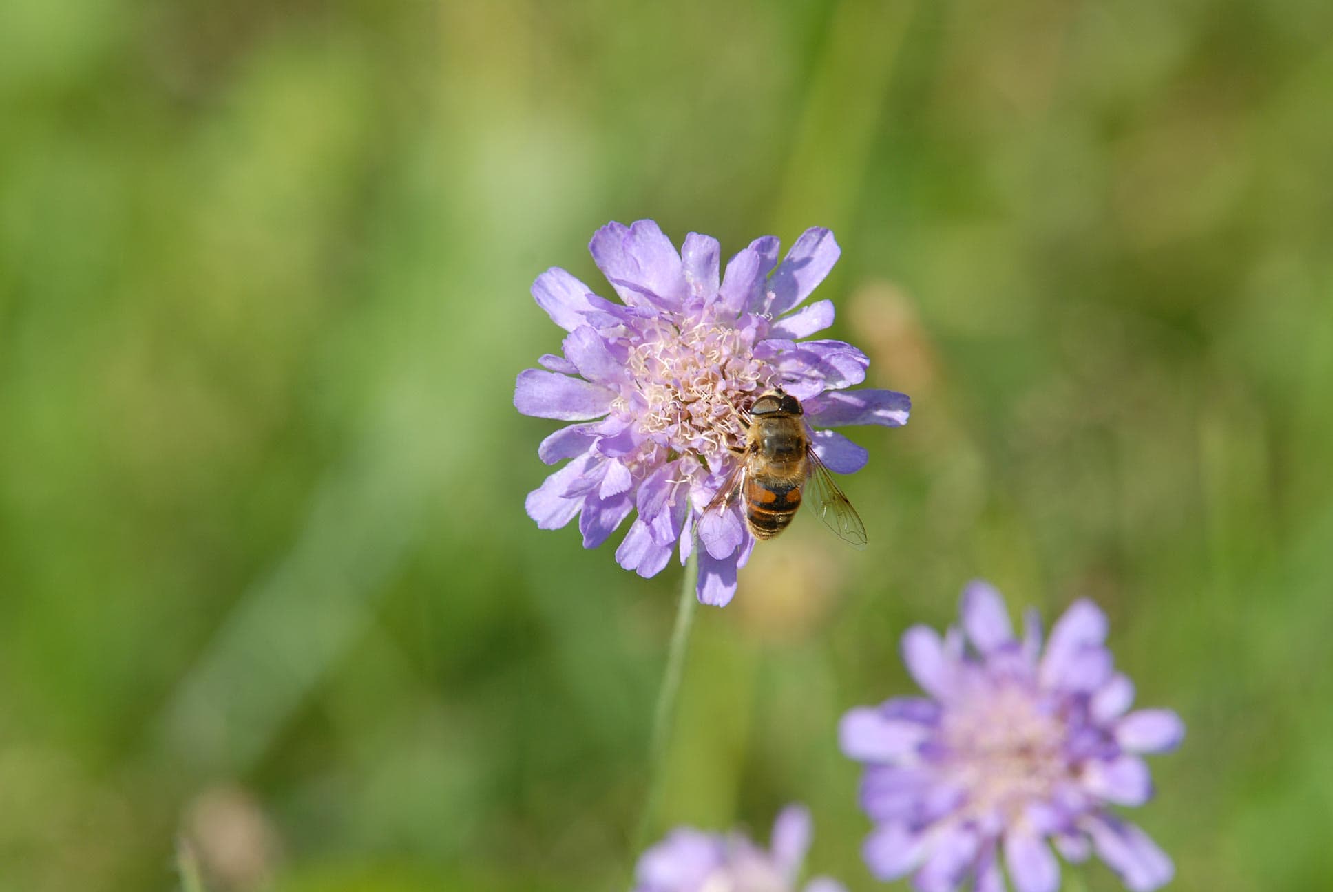 Nahaufnahme von einer Biene in einer violetten Blüte auf einer Blumenwiese vom Projekt BioBienenApfel