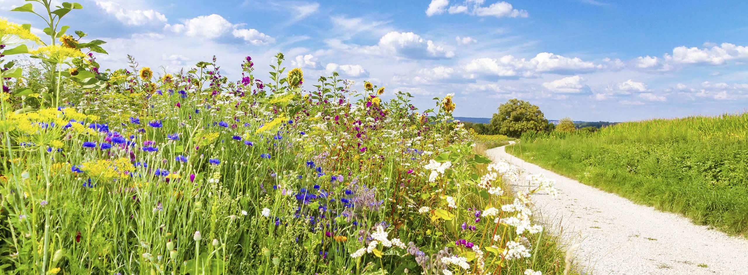 Schmaler Weg führt neben einer bunten Blumenwiese vorbei