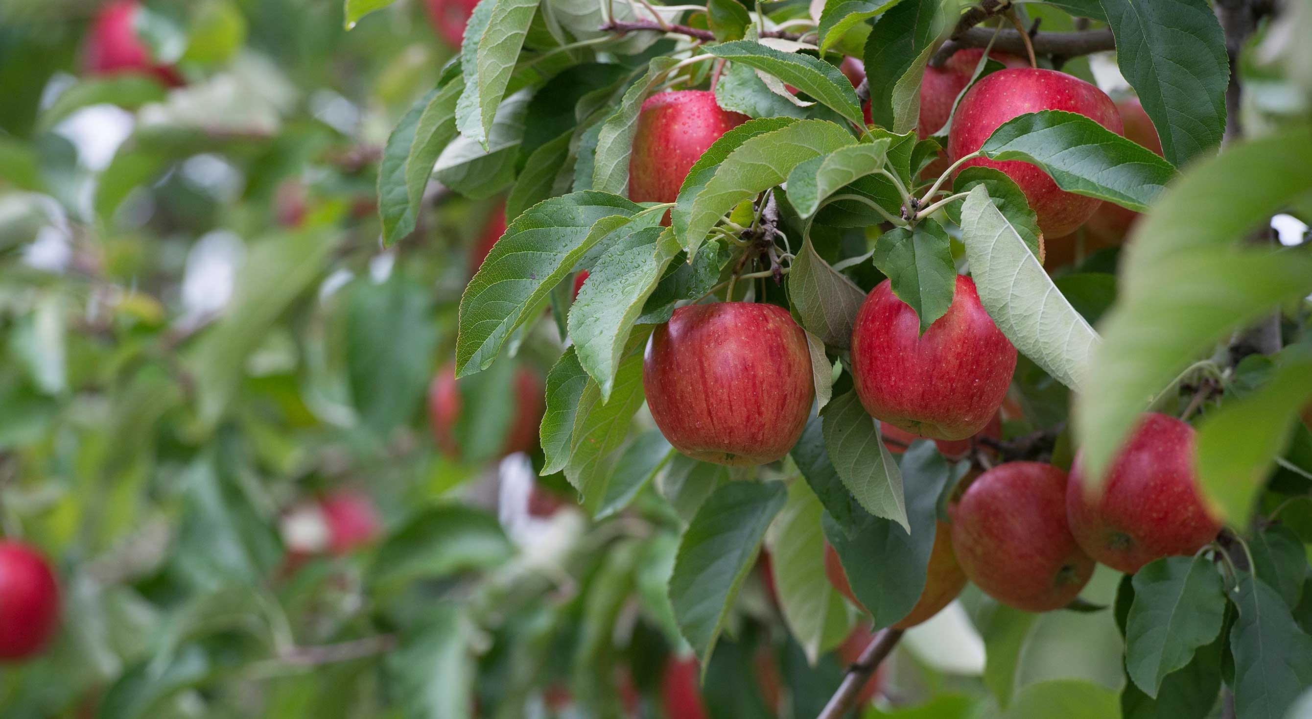 Nahaufnahme von roten Äpfeln auf einem Apfelbaum der Bio-Apfelbauern vom Projekt BioBienenApfel