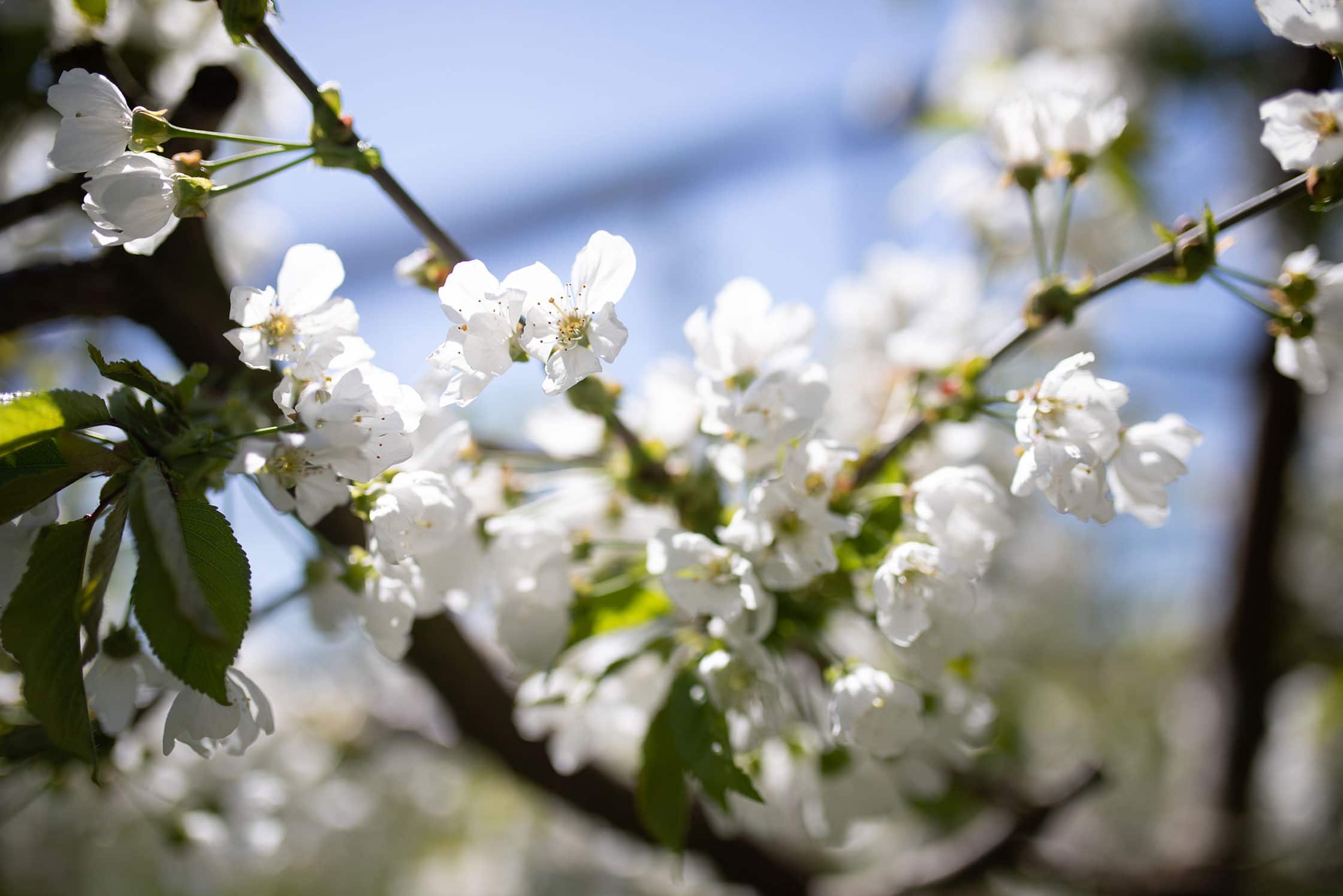 Nahaufnahme von den weißen Apfelbaum-Blüten der Bio-Apfelbauern des BioBienenApfels