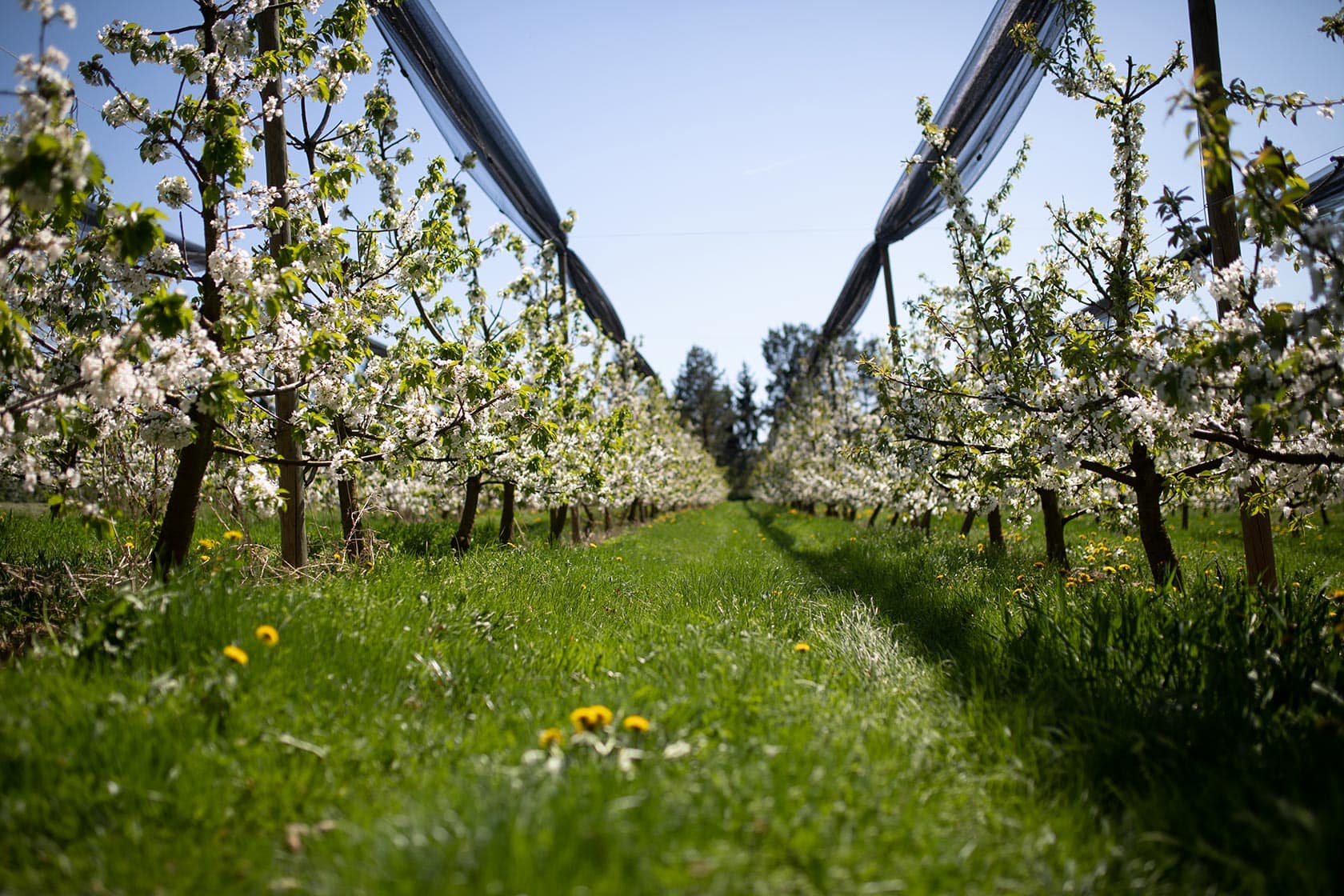 Apfel Plantage im Frühling der Bio-Apfelbauern des BioBienenApfels