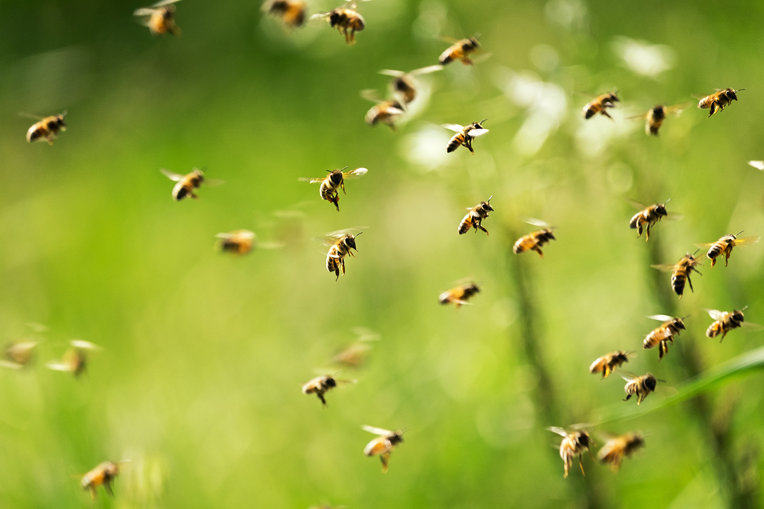 Nahaufnahme von Bienenschwarm auf einer großen Blumenwiese vom Projekt BioBienenApfel