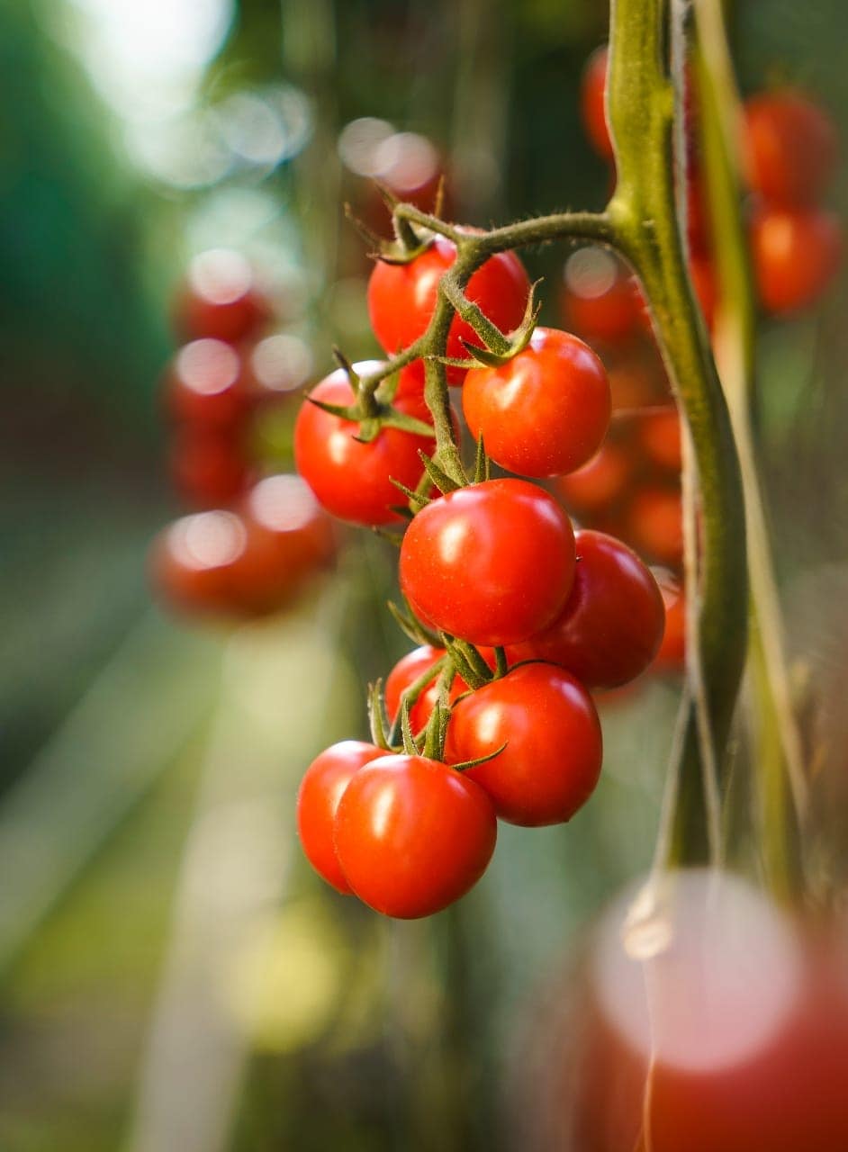 Tomatenrispe in der Frutura Thermal-Gemüsewelt
