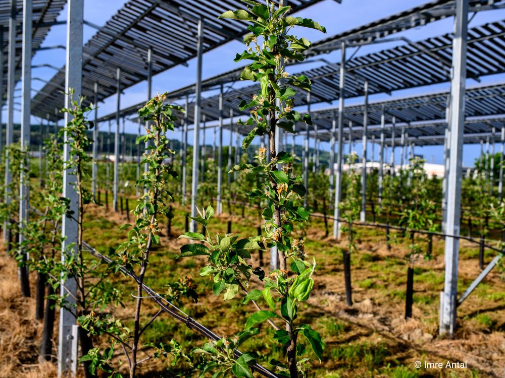 Wir sind Obst und Gemüse – Frutura