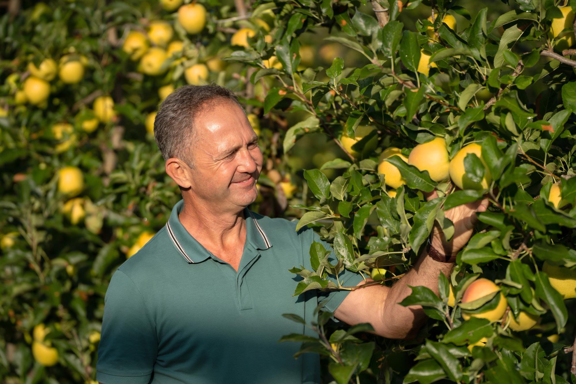 Ausgezeichneter Geschmack: Der Steiermark Genuss Apfel Premium ist zurück!