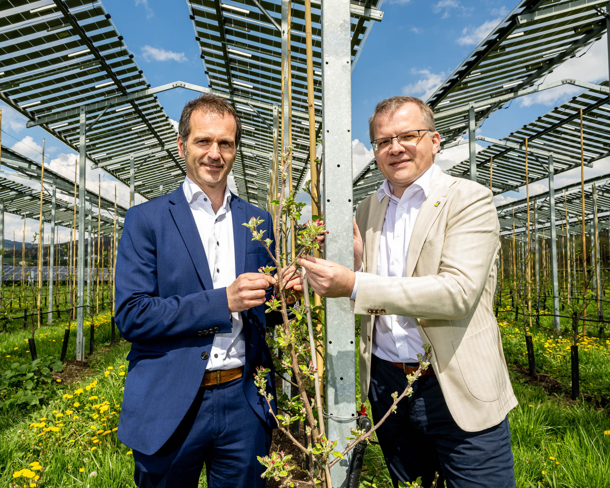 Äpfel unter Strom: Agrar-Photovoltaik-Testprojekt in Pöchlarn