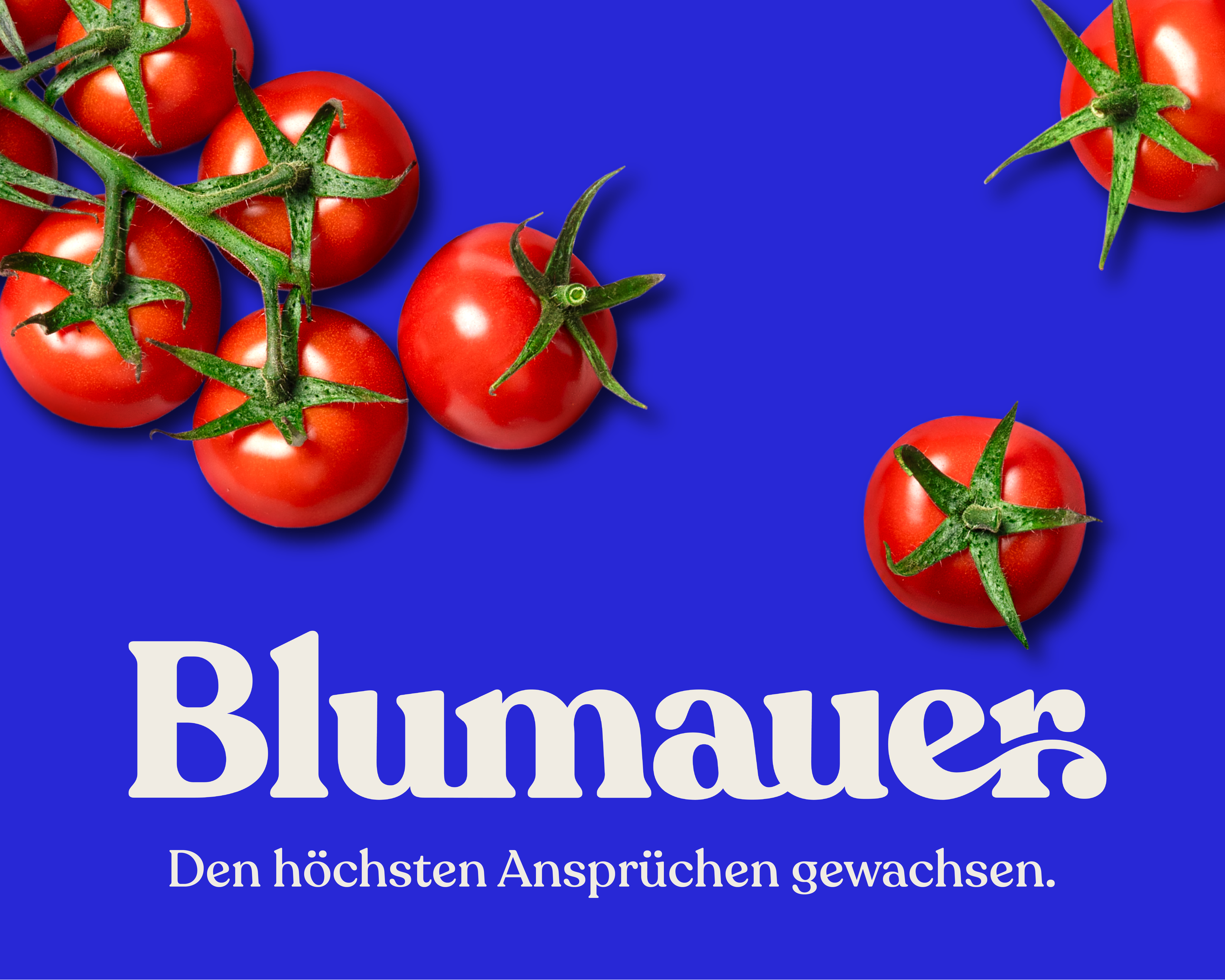 Starke Wurzeln, neuer Auftritt – die Marke Blumauer im Wandel